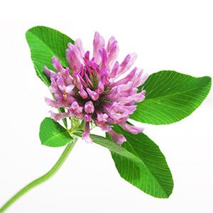 Red Clover Herbasec®